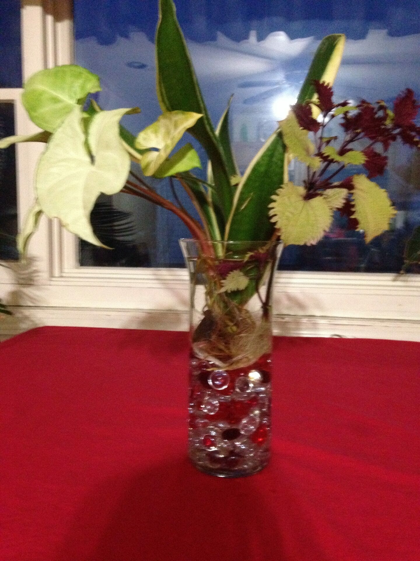 plants for valentine's day 2