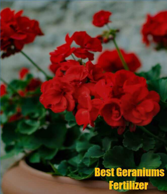 fertilizer for geraniums 1