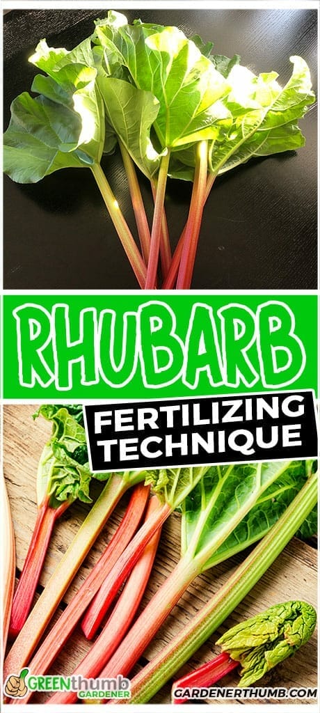 fertilizer for rhubarb 1