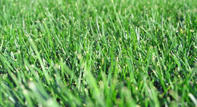 turf type tall fescue grass seed 1