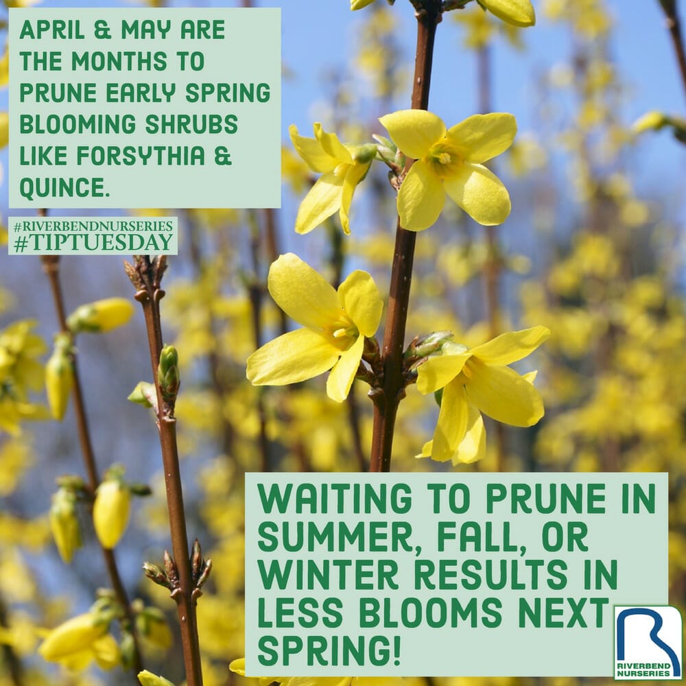 fertilizer for forsythia 1