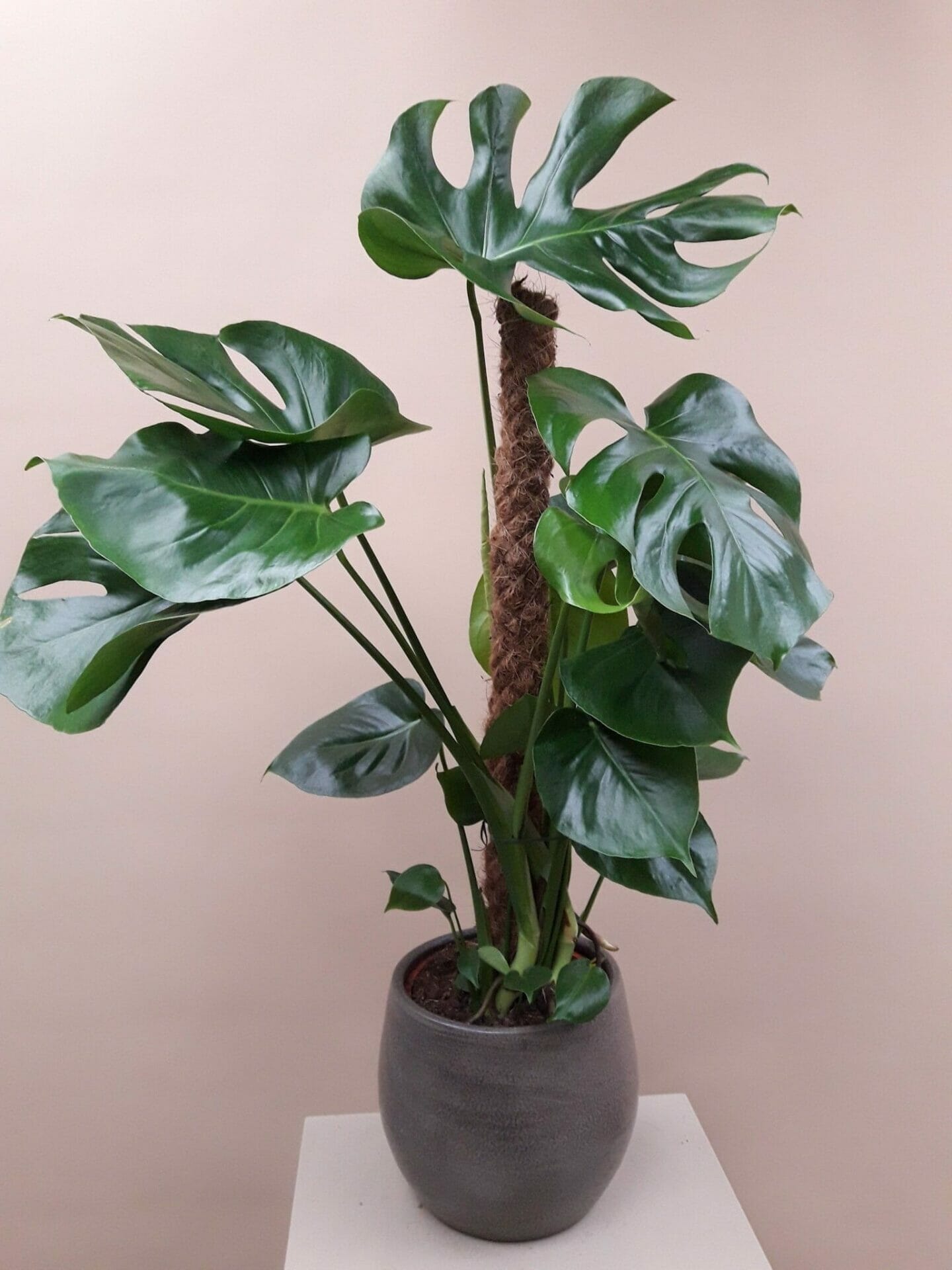 10 Best Pot For Monstera Plant In 2023 The Wrench Finder