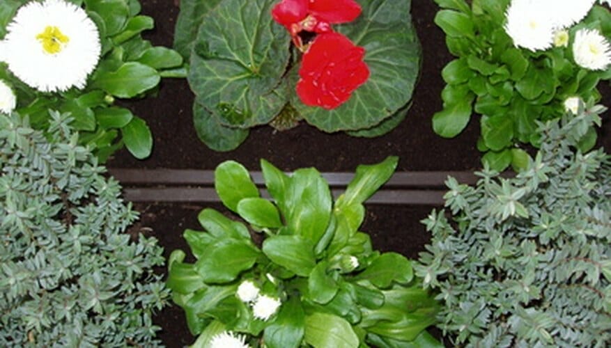 plants for shallow pots 2