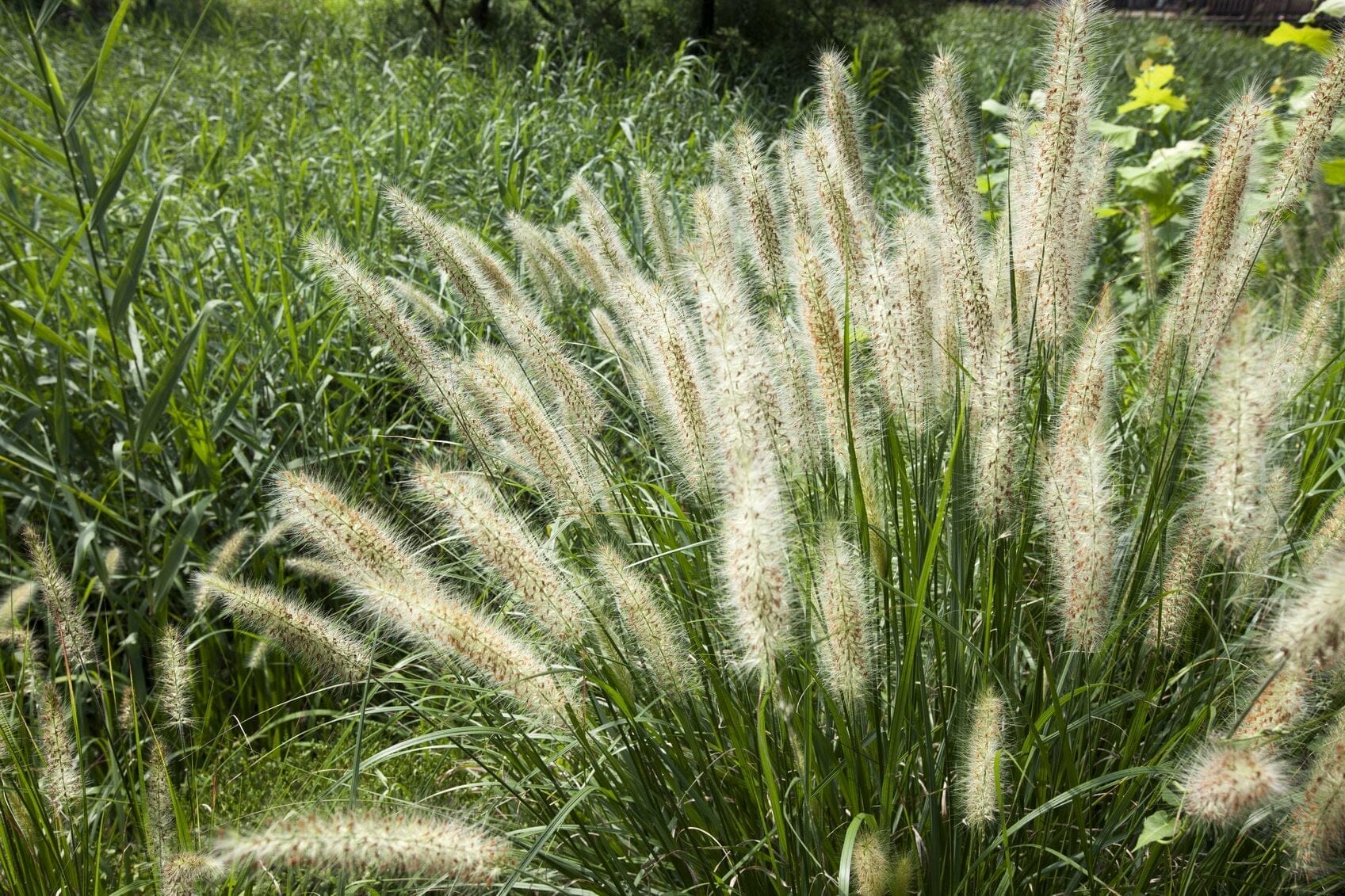 10 Best Fertilizer For Ornamental Grasses In 2023 The Wrench Finder