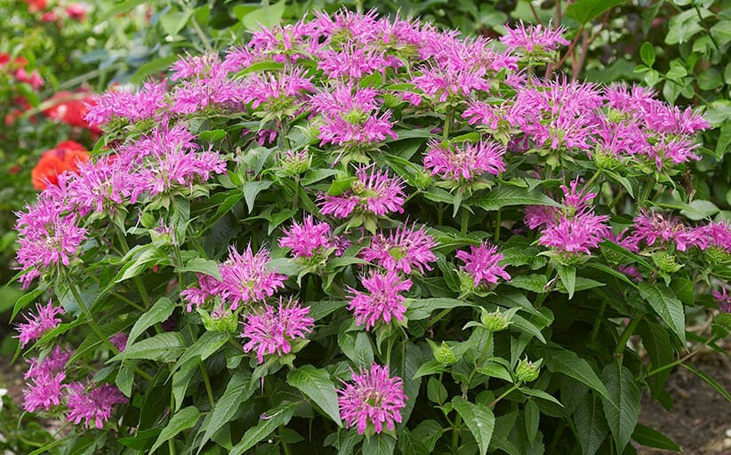 privacy plants for wet soil 2