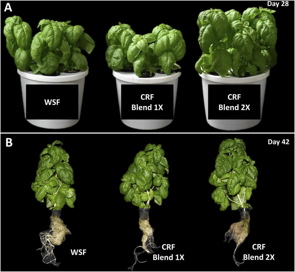 fertilizer for basil 2