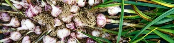 fertilizer for garlic 2