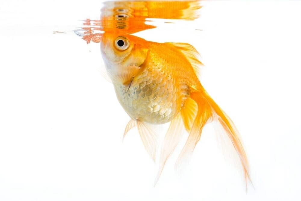 plants for goldfish to eat 2