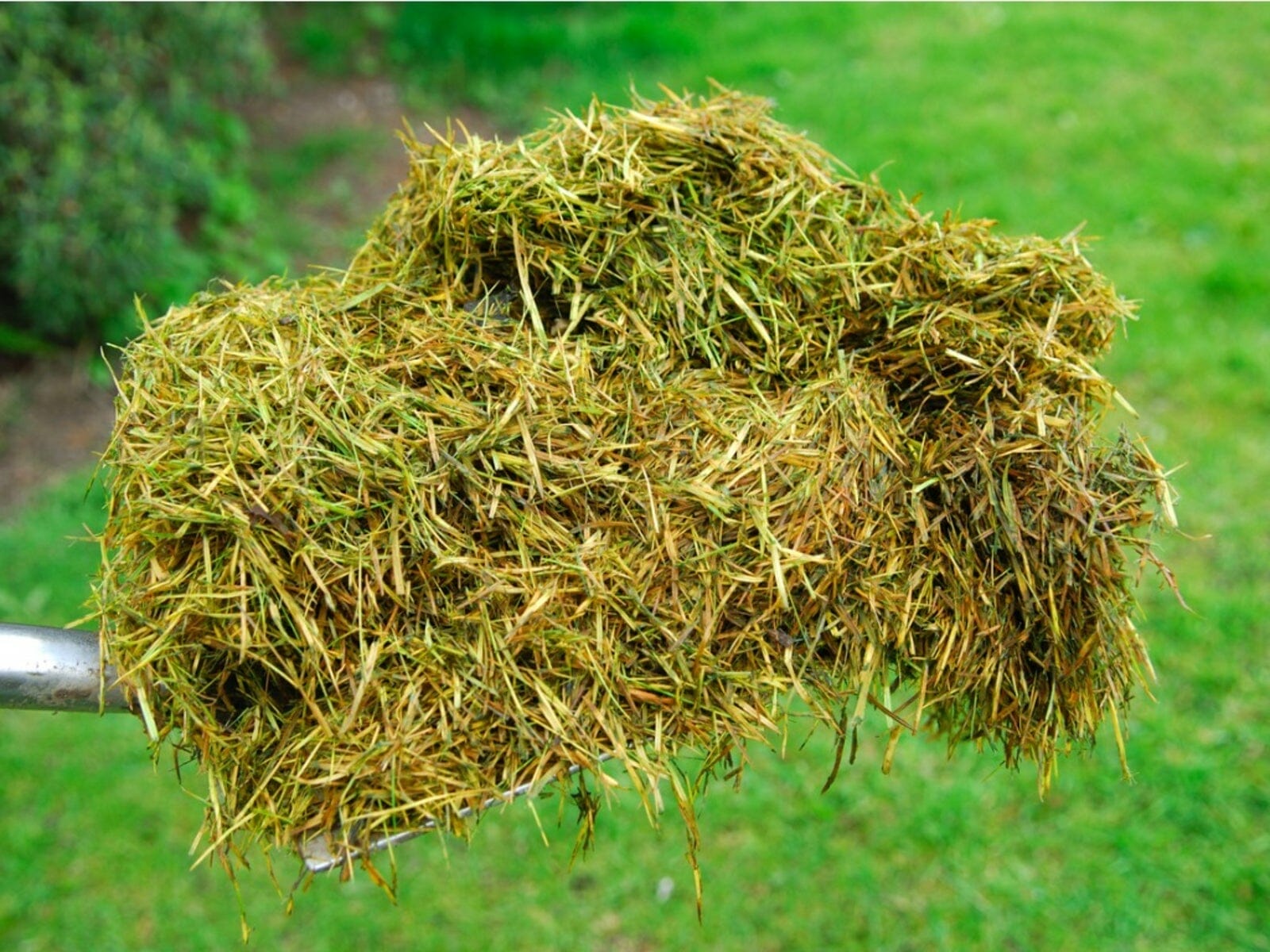 compost for lawn 2