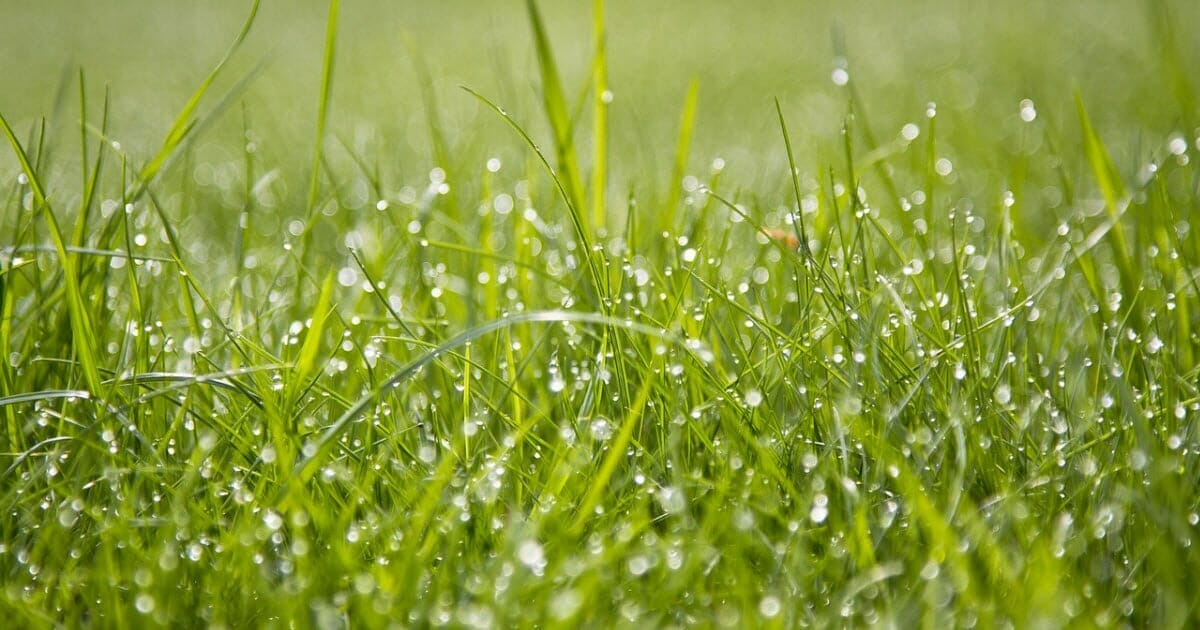 temp for grass seed to germinate 2