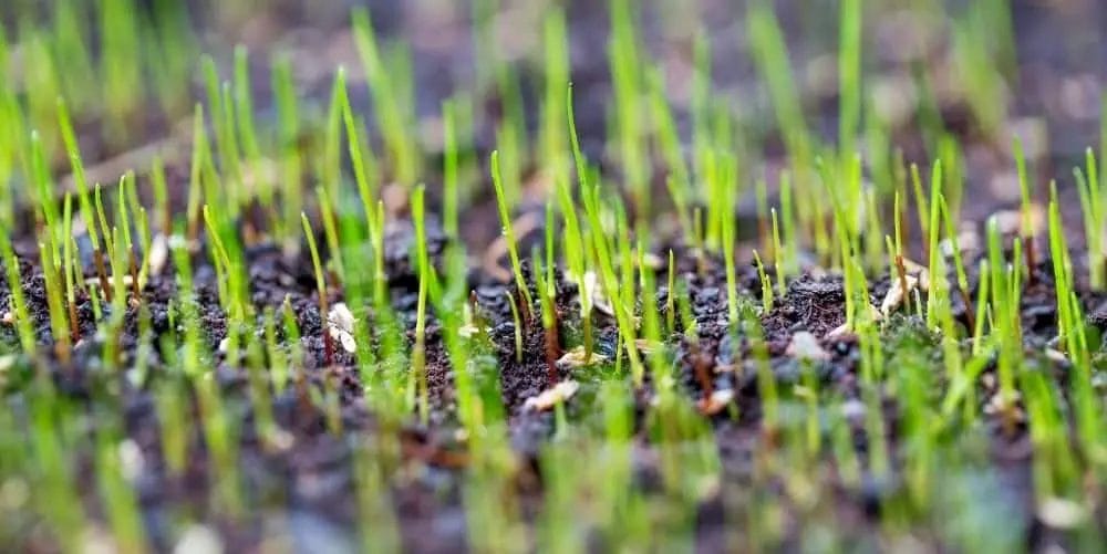 10 Best Temperature For Grass Seed To Germinate In 2023 The Wrench Finder