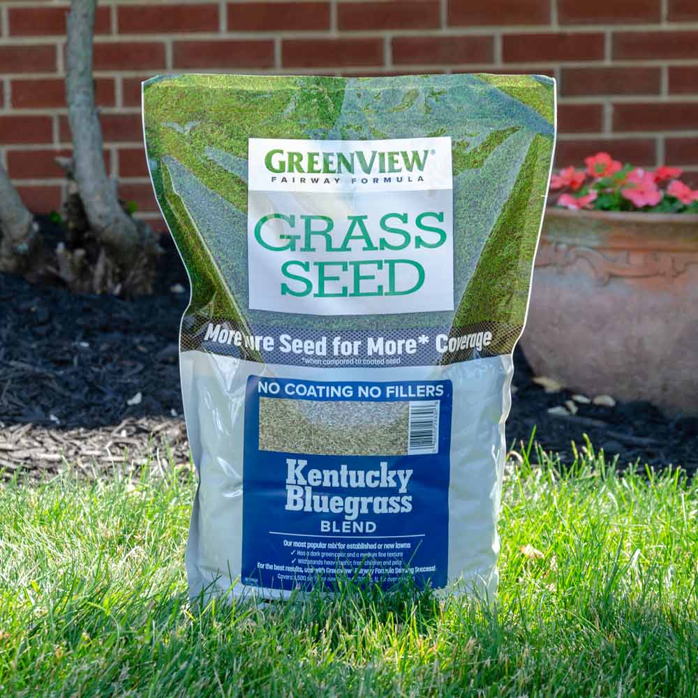 summer fertilizer for kentucky bluegrass 2
