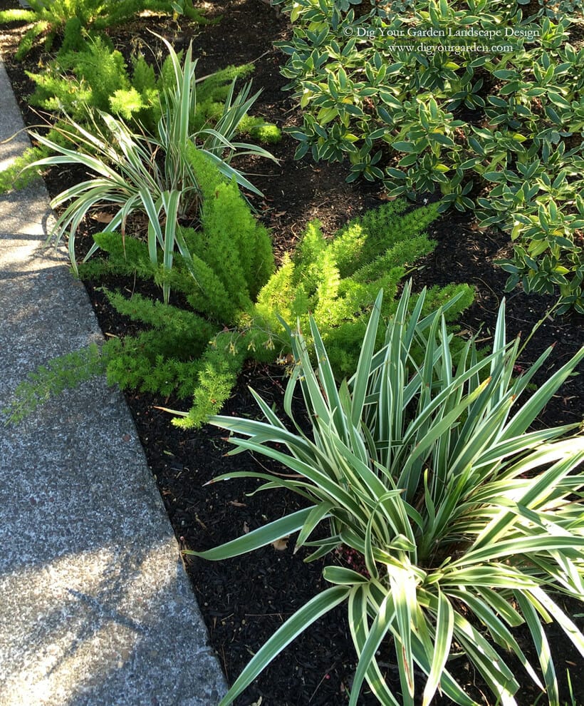 outdoor plants for northern california 2