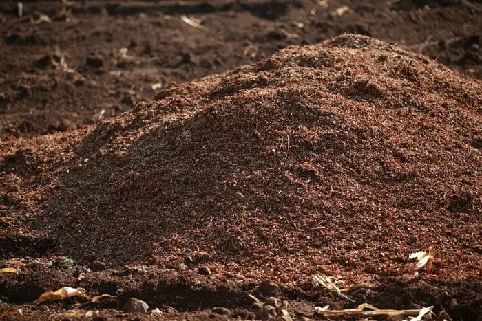 fertilizer for gerbera daisy 1