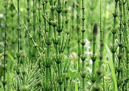 organic silica for plants 2