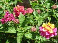 fertilizer for lantana 1