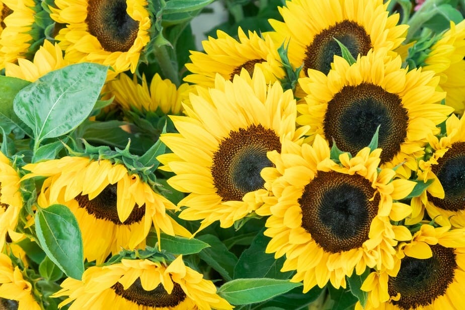 fertilizer for sunflowers 1