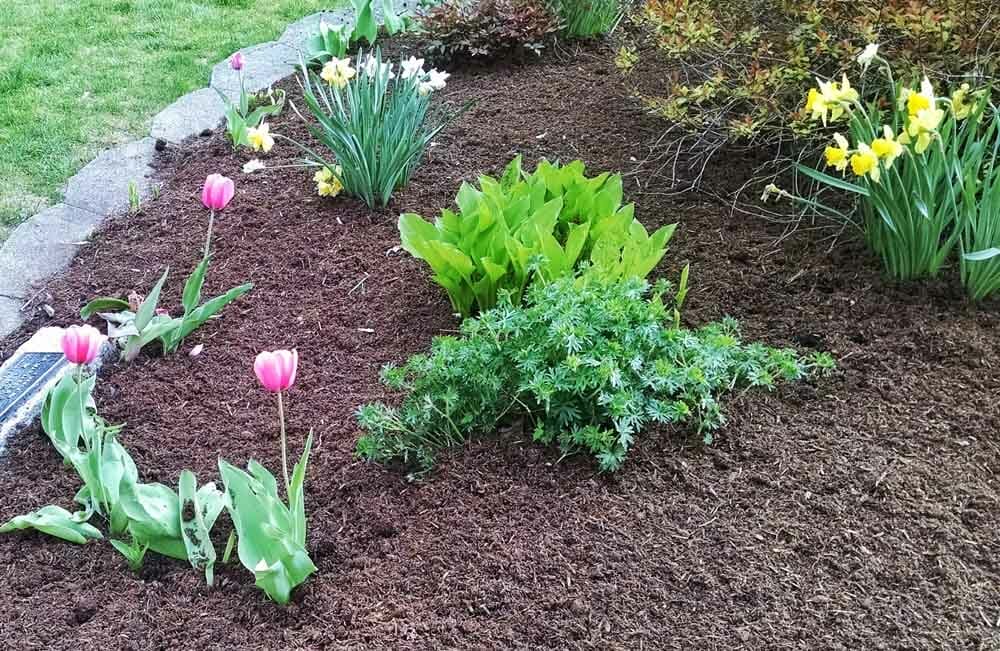 mulch for potted plants 1