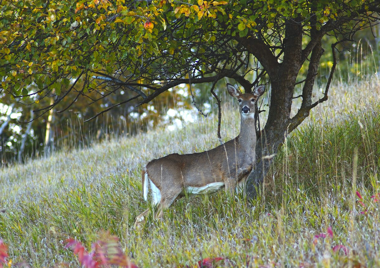 trees to plant for deer 1