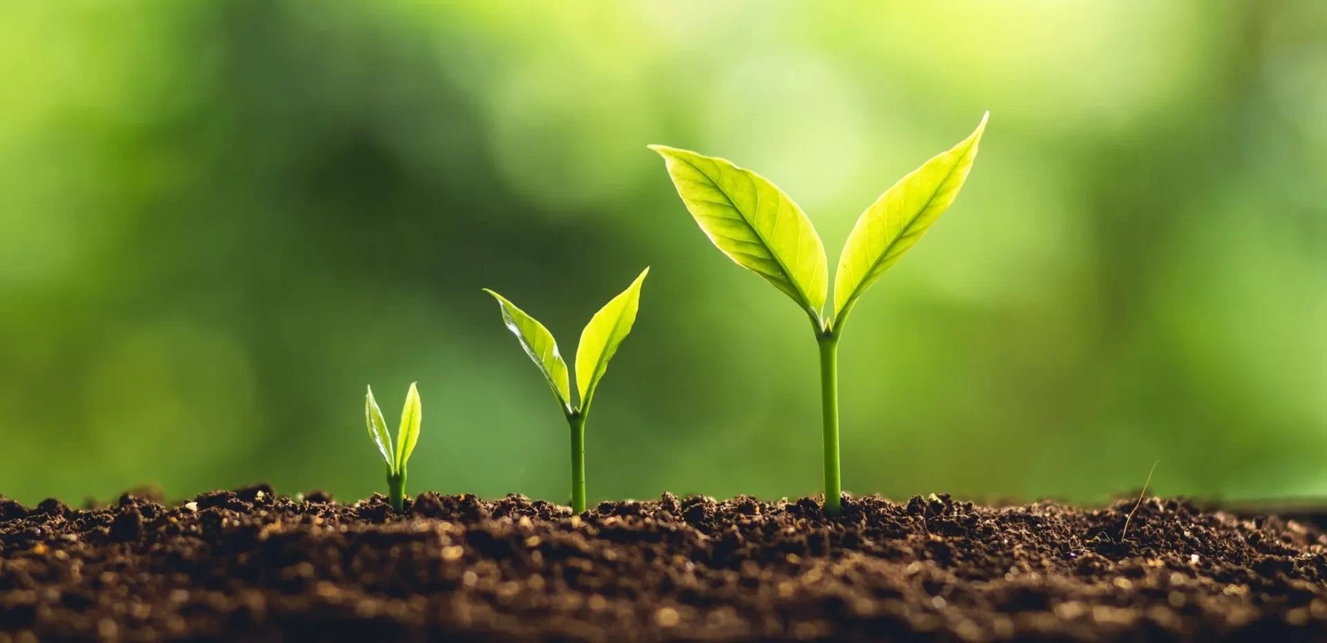 environment for plants to grow 1