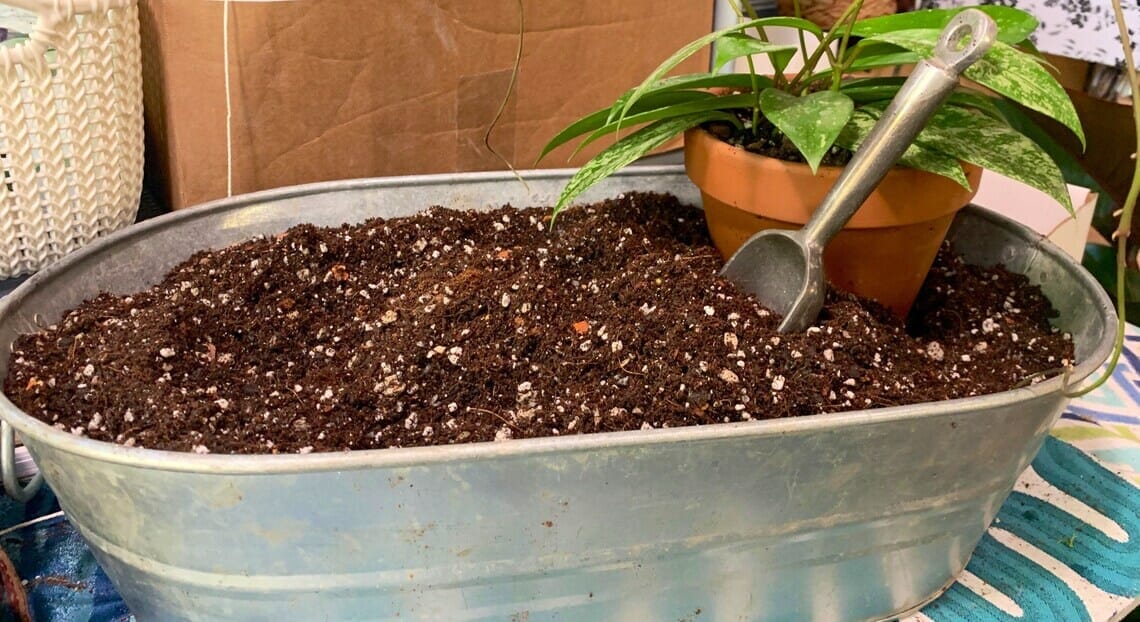 soil for hoya plant 2