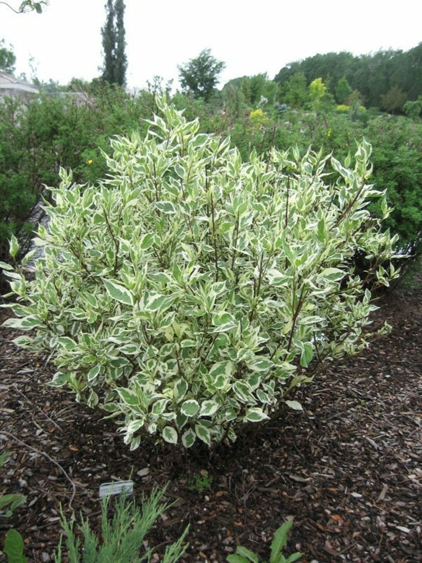 fertilizer for dogwoods 1