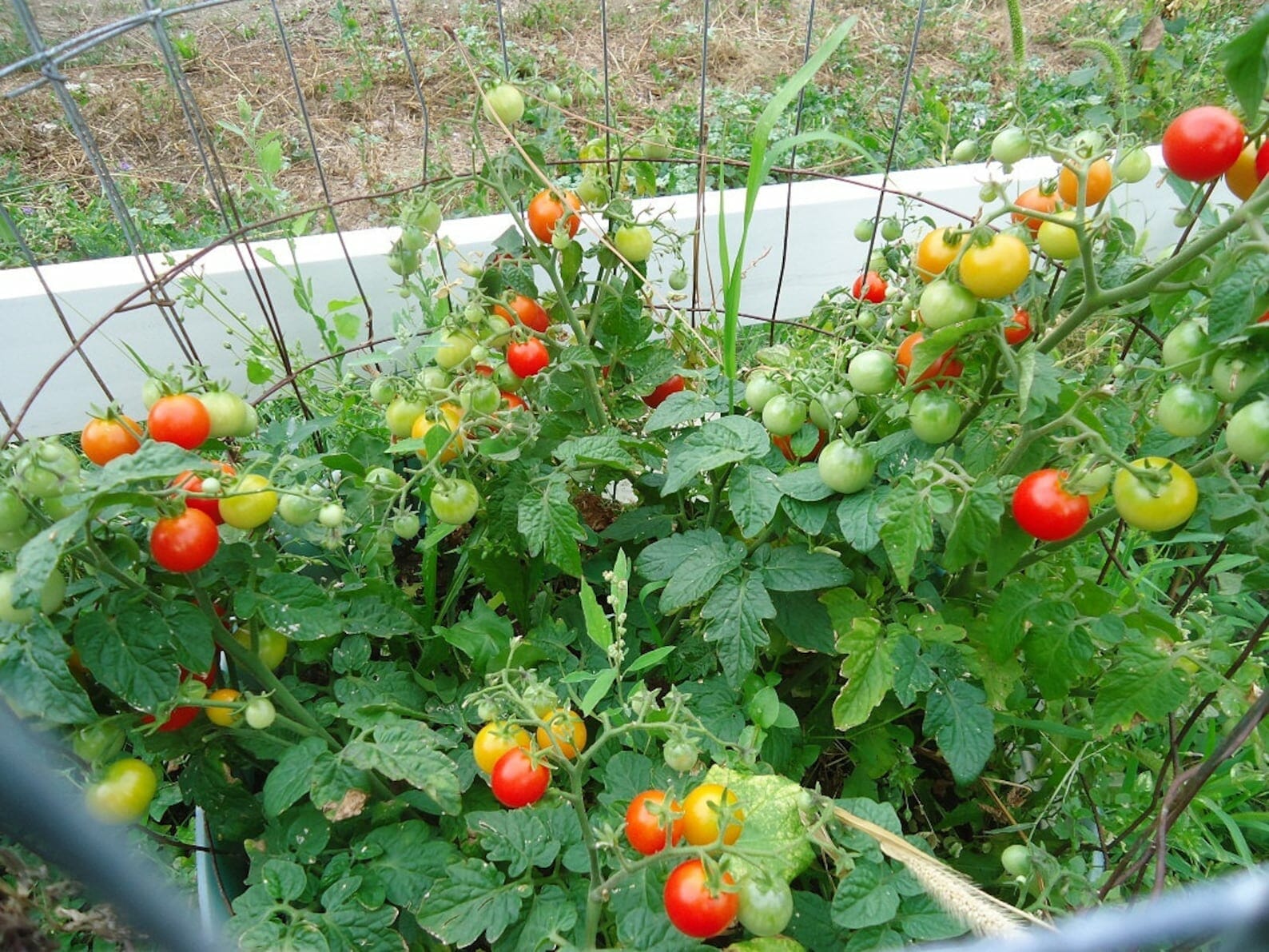 cherry tomato plants 2