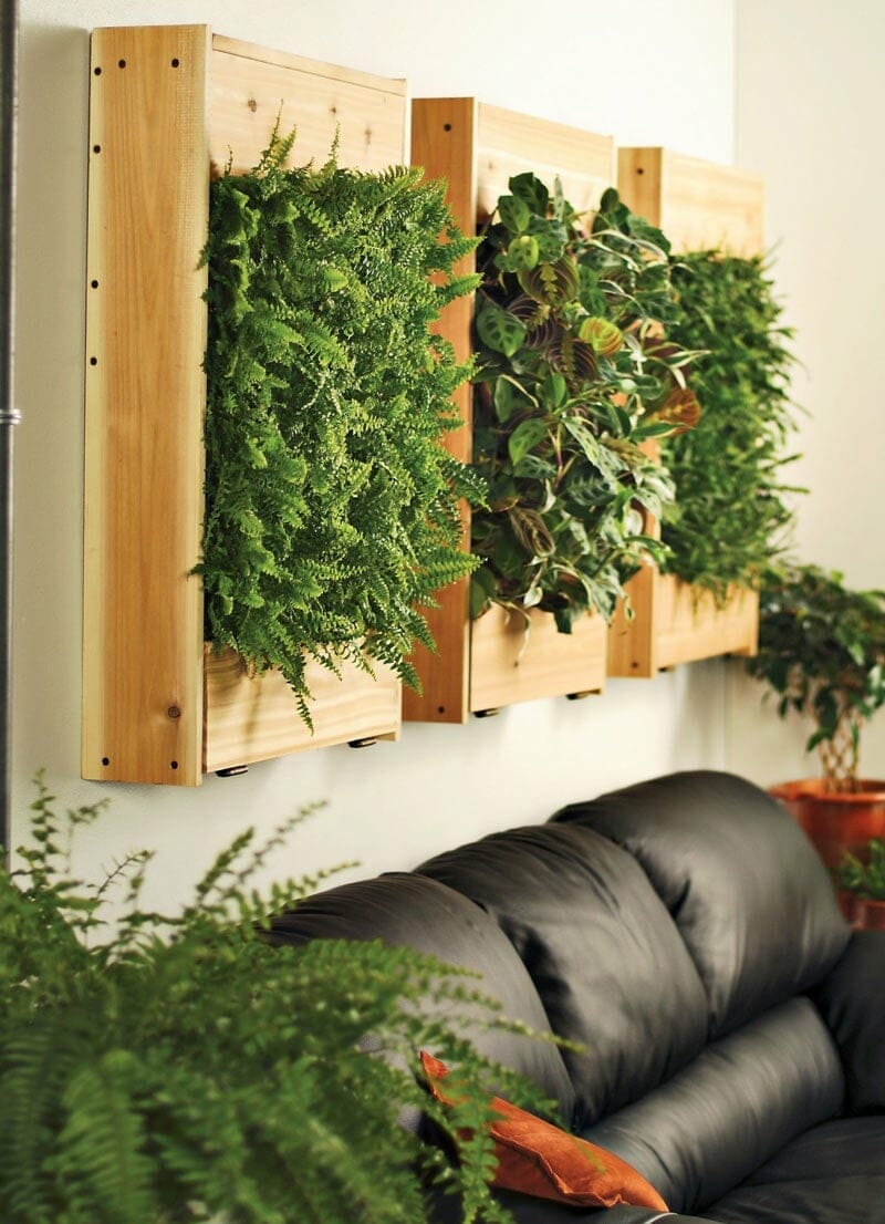 plants for living wall indoor 1