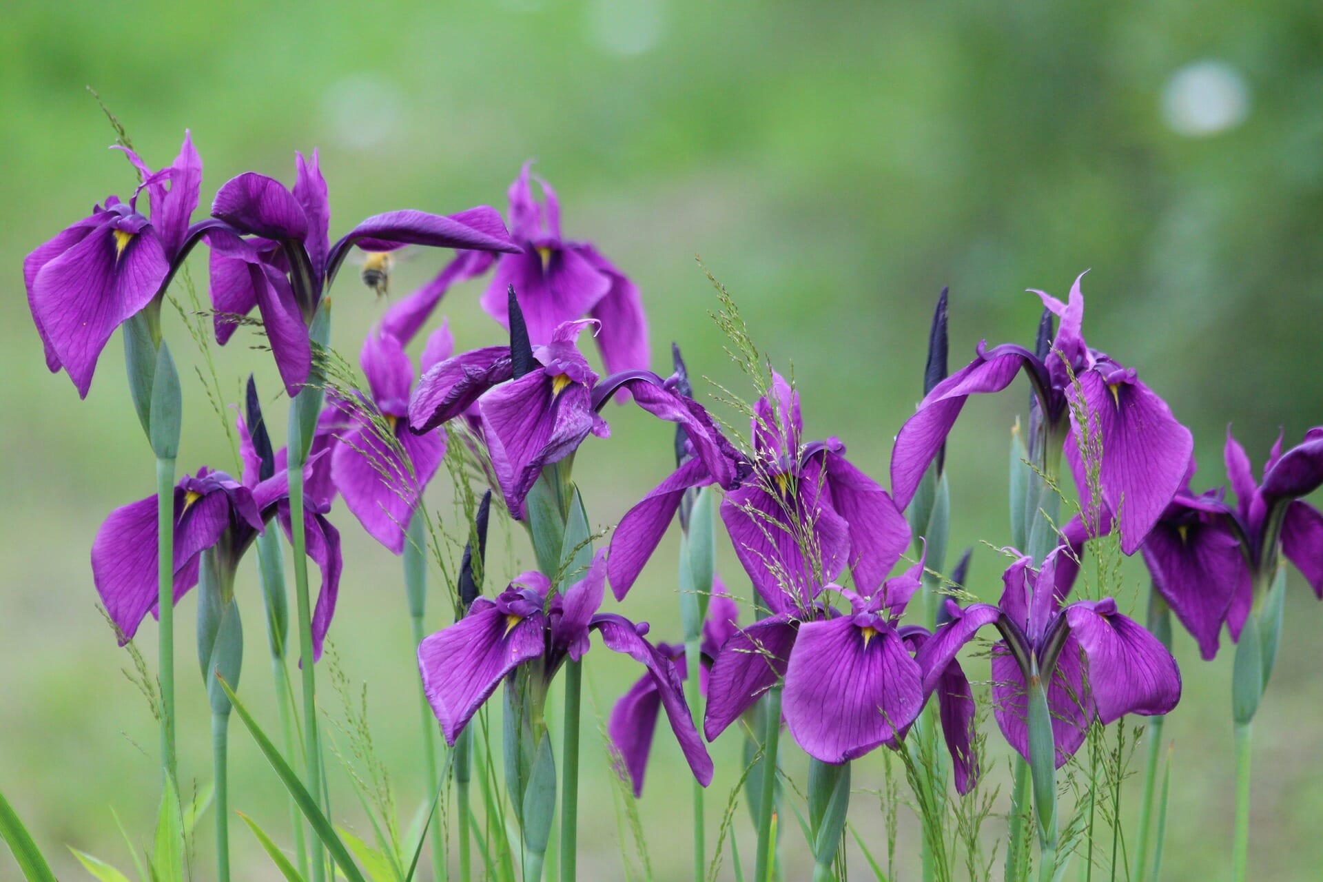 fertilizer for irises 1