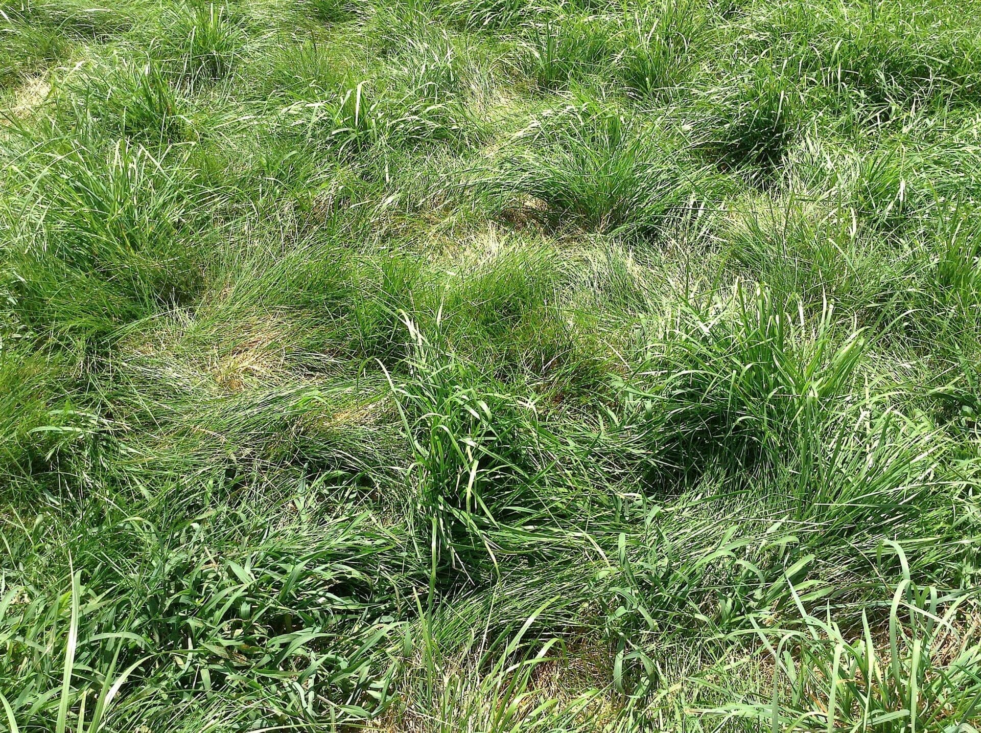 kentucky blue grass seed 2