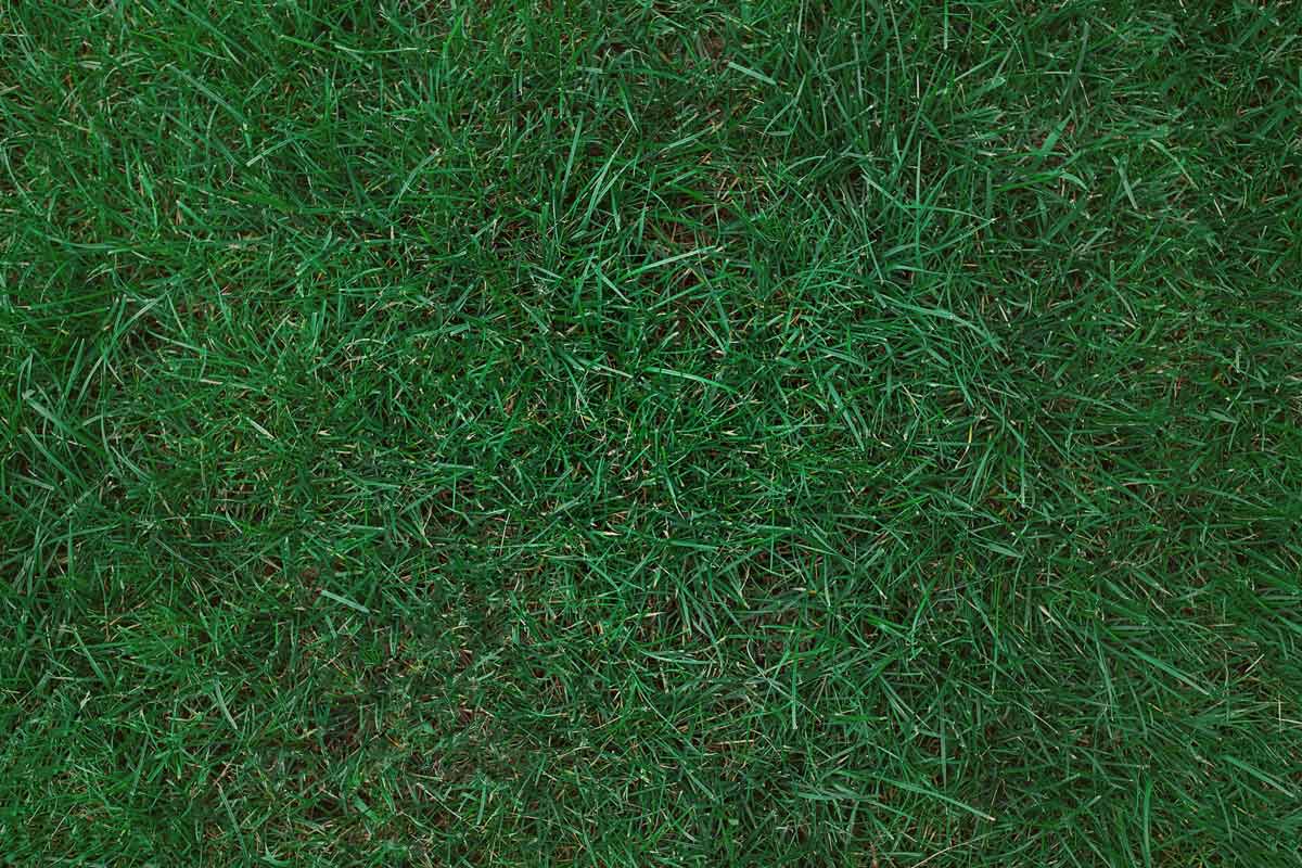 fertilizer for kentucky bluegrass 2