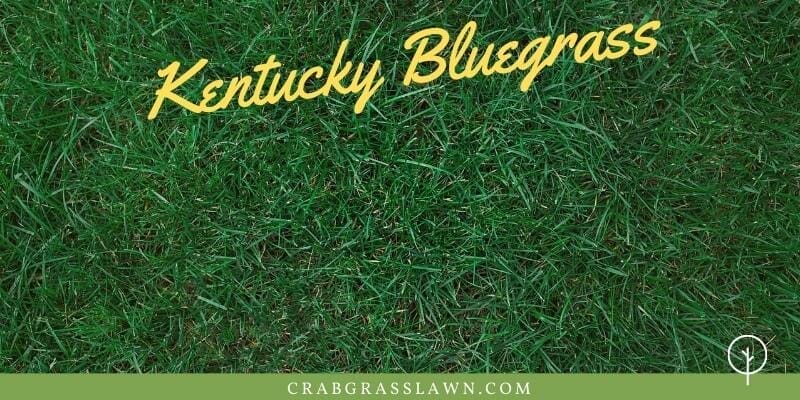 spring fertilizer for kentucky bluegrass 2
