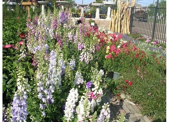 plants for dallas texas 2