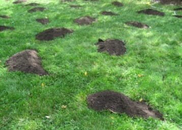 compost for lawn 1