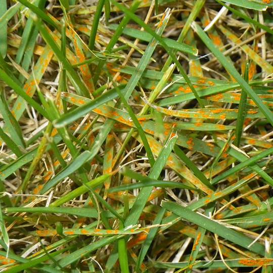 fertilizer for lawn rust 2