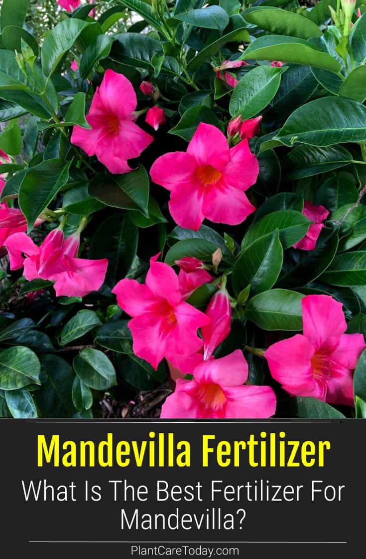 fertilizer for mandevilla 1