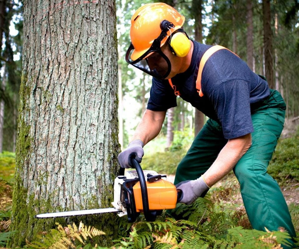 chainsaw to cut down trees 2