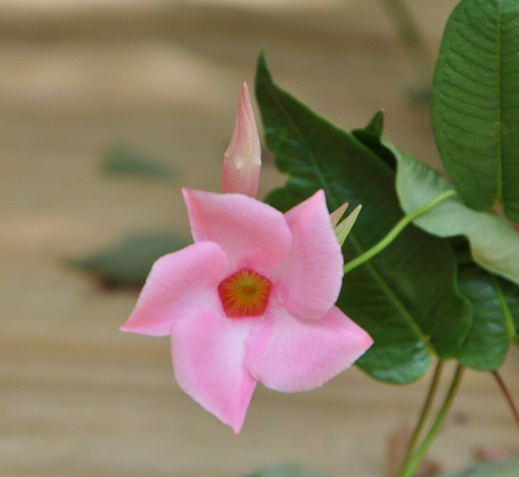 fertilizer for mandevilla 2