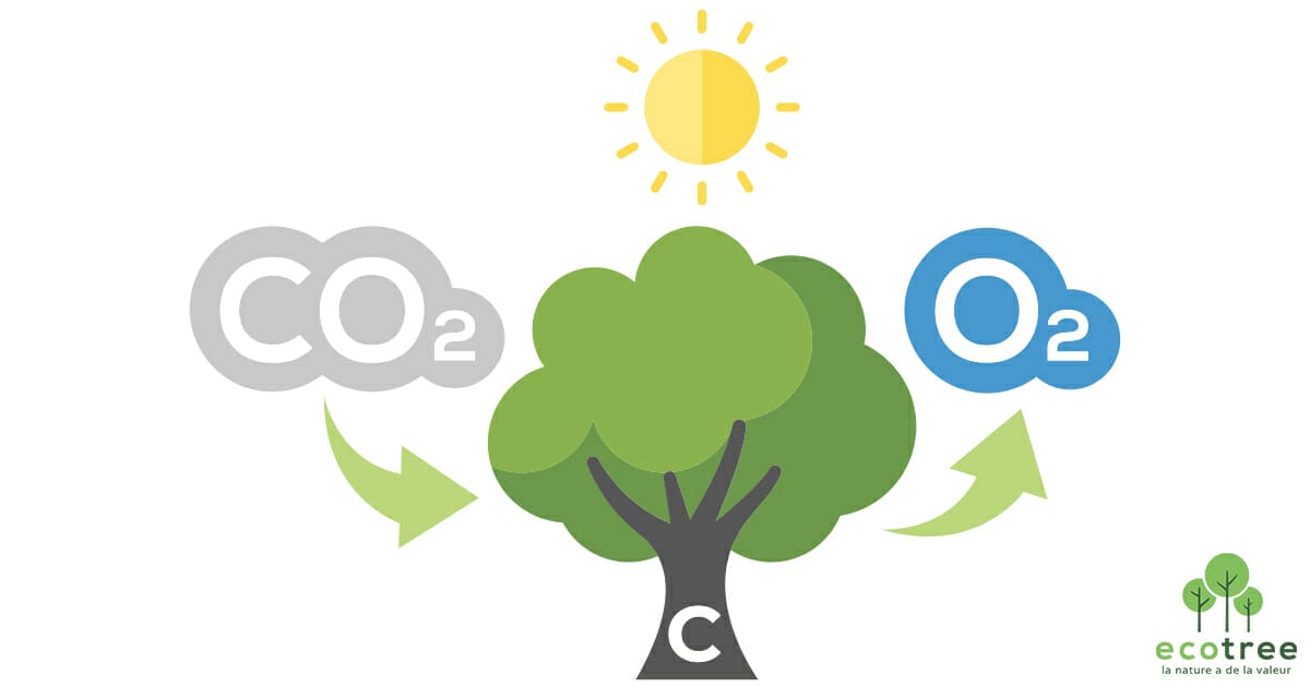 carbon absorbing plants 2
