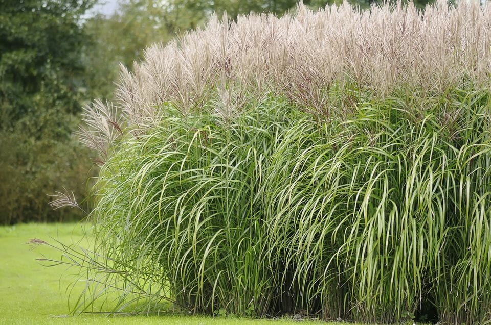 fertilizer for ornamental grasses 2