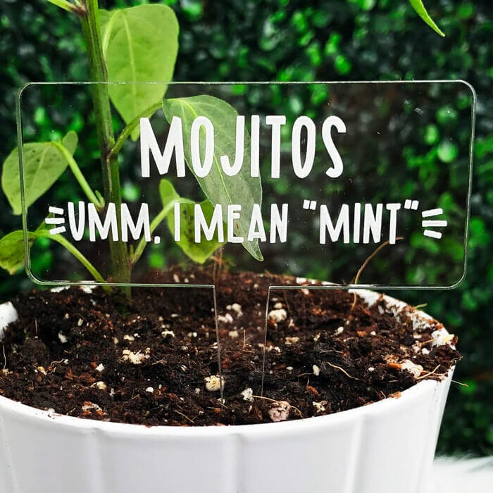 10 Best Mint Plant For Mojitos In 2023 The Wrench Finder