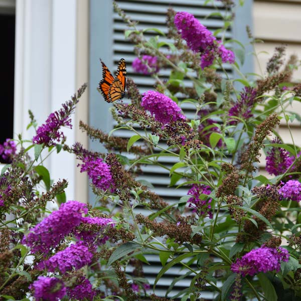 fertilizer for butterfly bushes 2