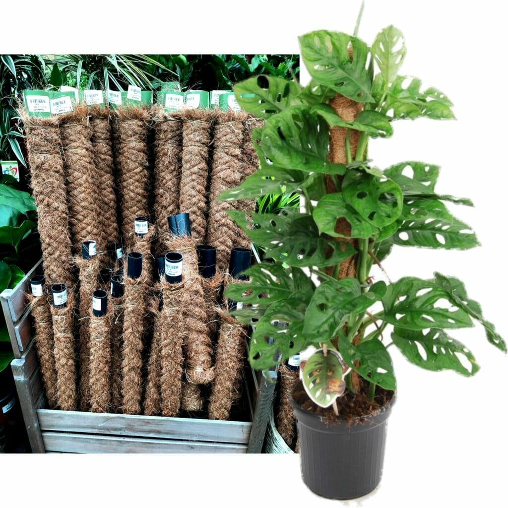 plants for moss pole 1