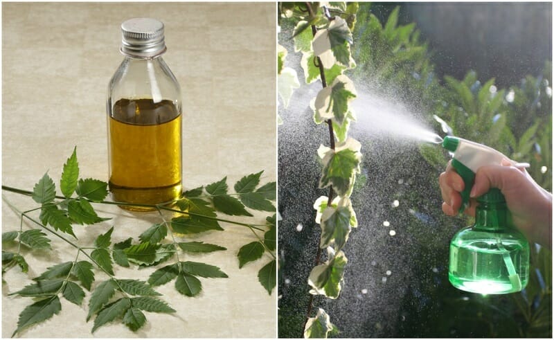 neem oil for plants 1