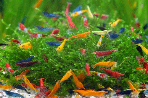plants for neocaridina shrimp 1