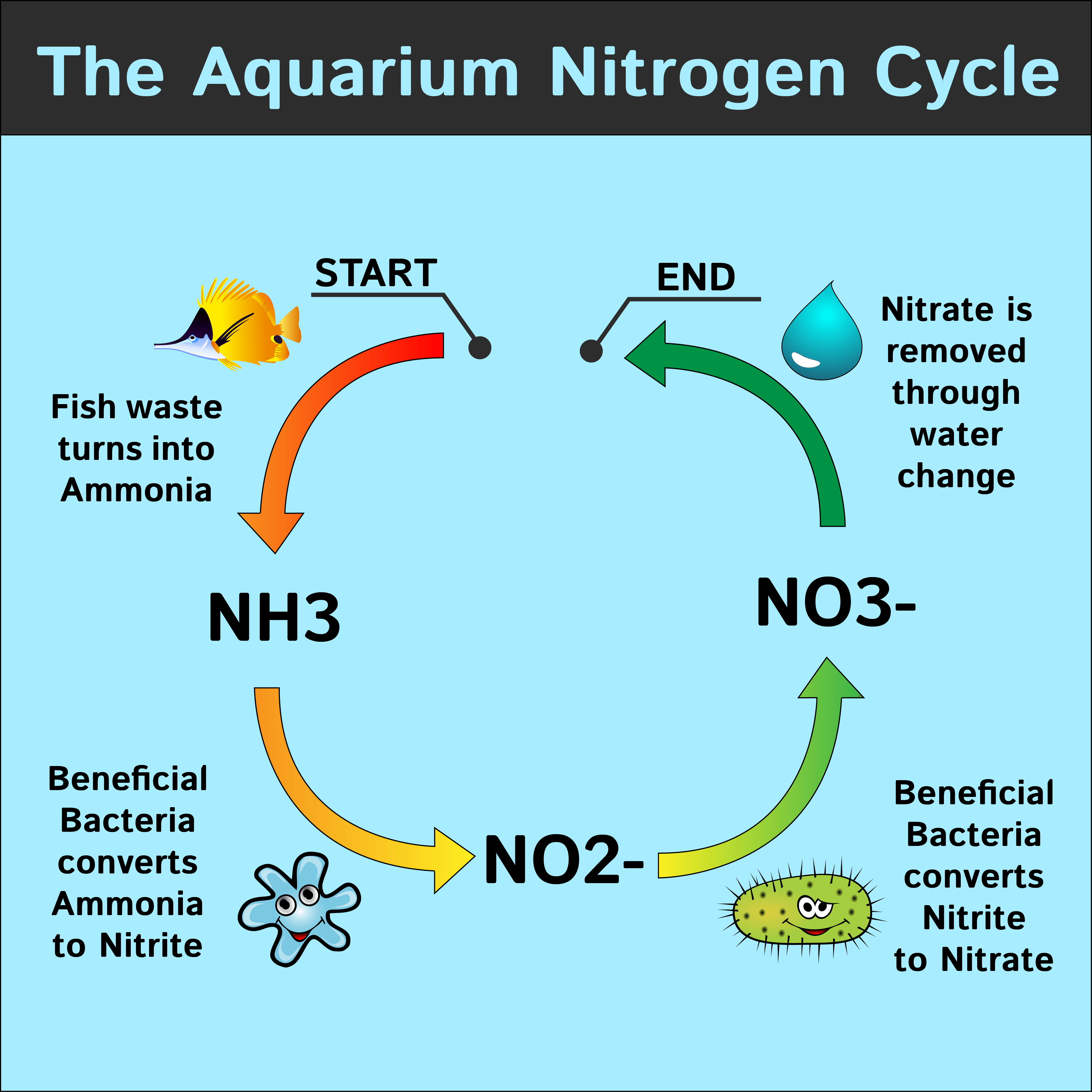 aquarium plants to reduce nitrates 1