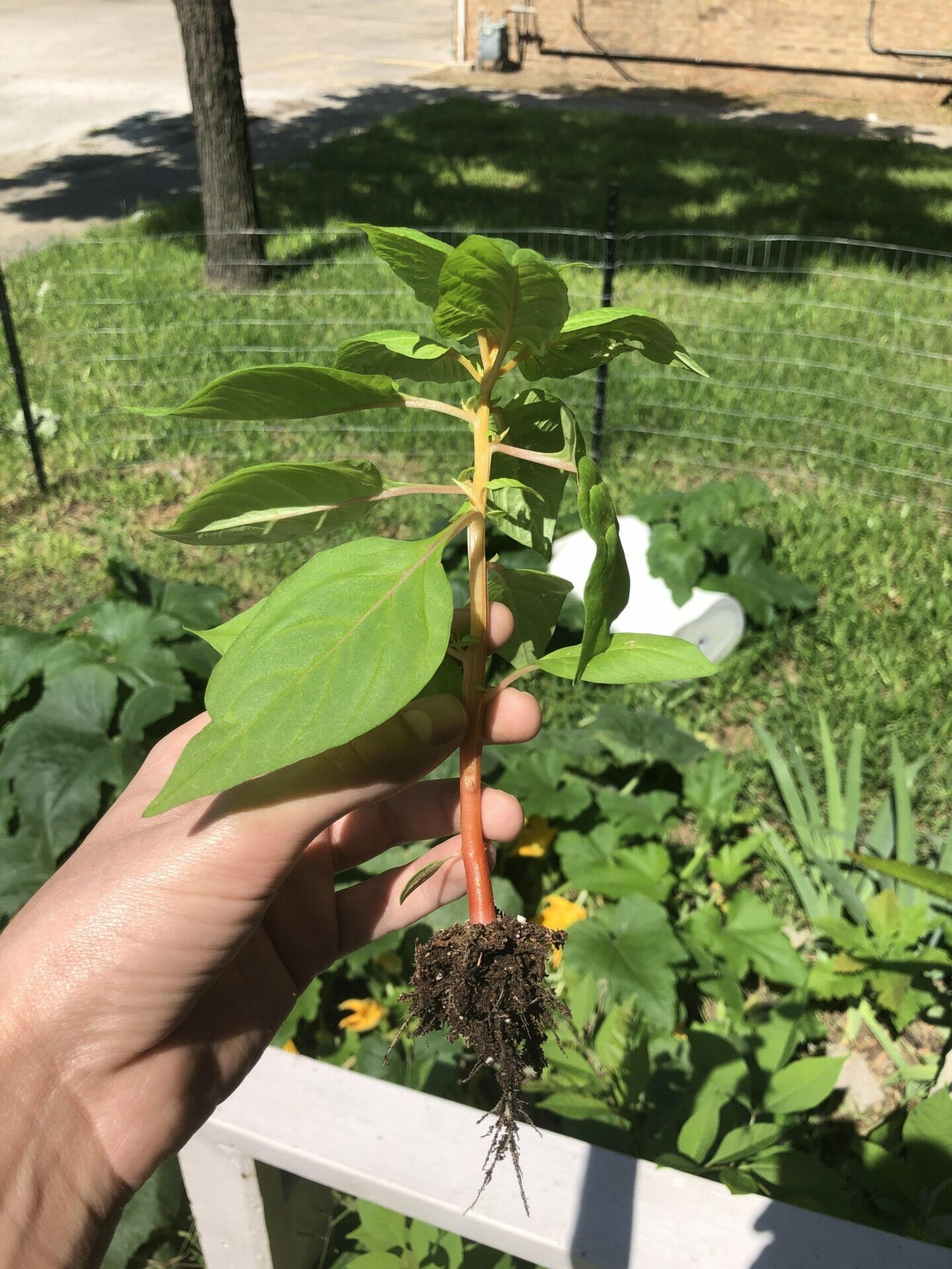 10 Best Outdoor Potted Plants For Austin Texas In 2023 The Wrench Finder