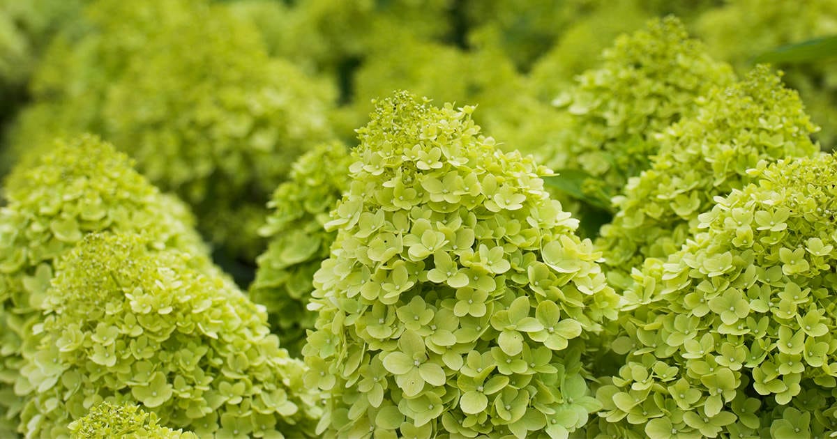 10 Best Fertilizer For Limelight Hydrangeas In 2023 The Wrench Finder