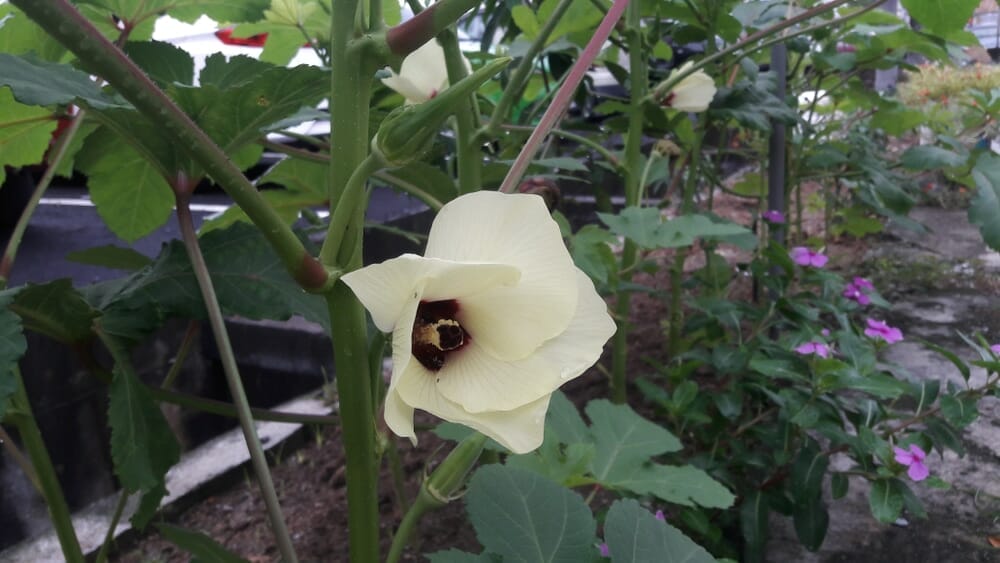 companion plant for okra 2