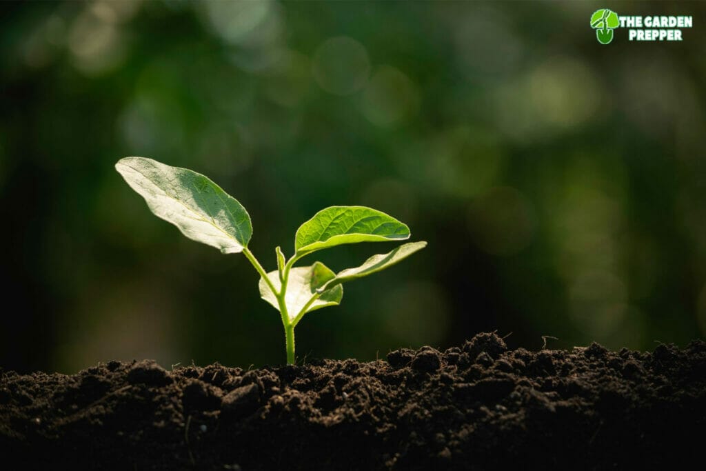 organic silica for plants 1